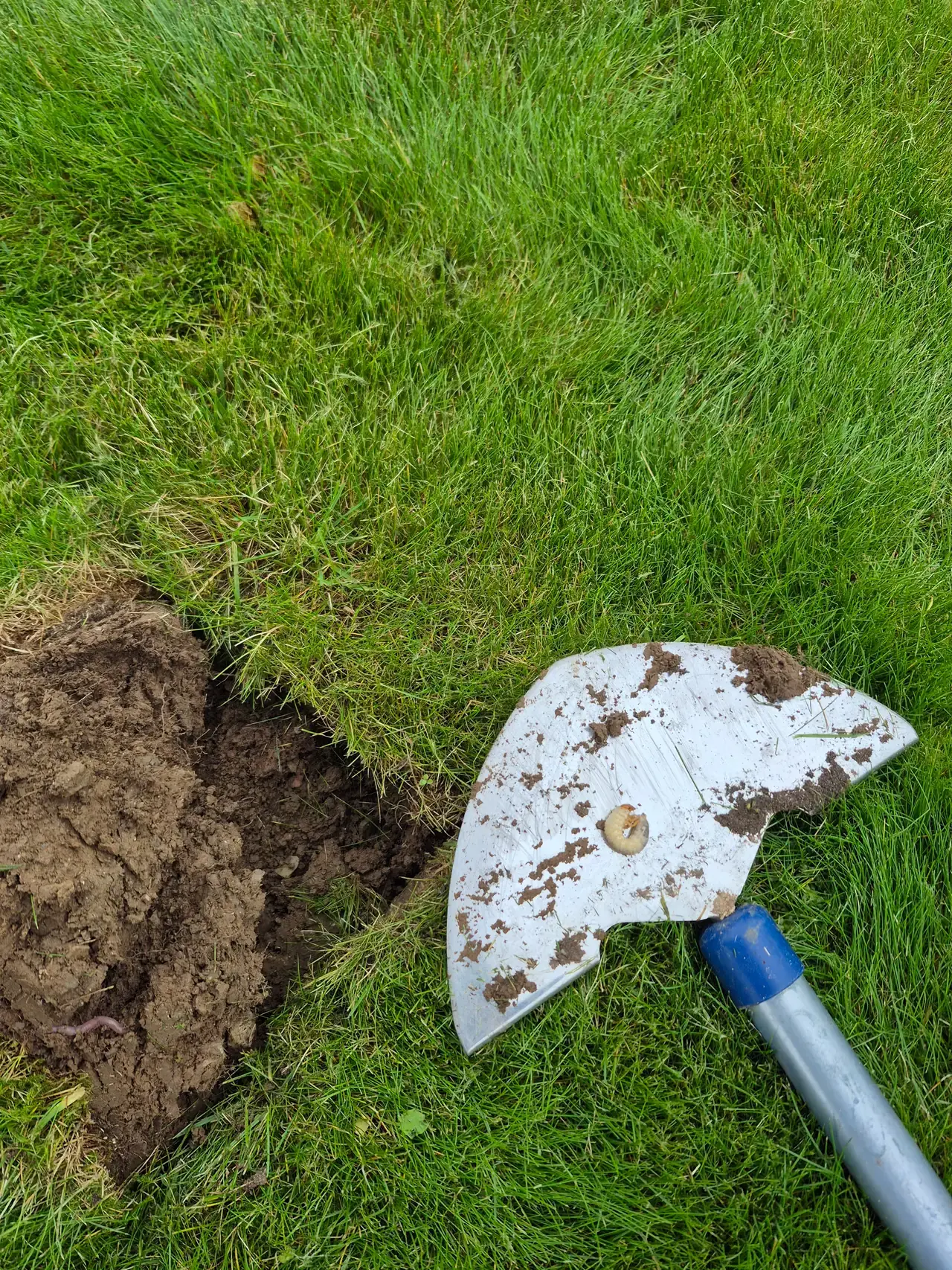 Half-moon turf sample showing a chafer grub identified during a Green Stripe lawn pest inspection in North Cornwall