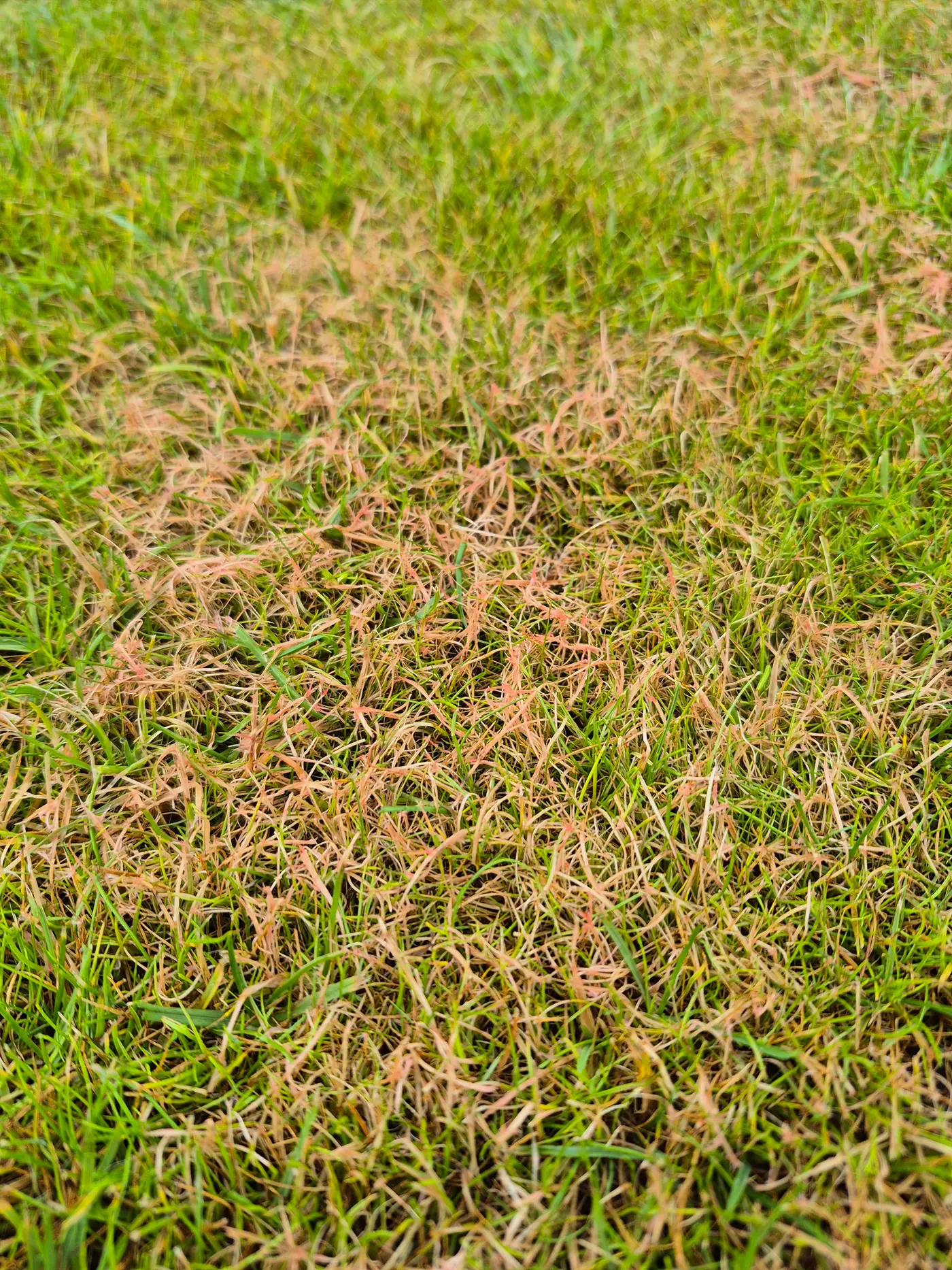Close-up of red thread disease showing pink mycelium and bleached grass tips on a North Cornwall lawn